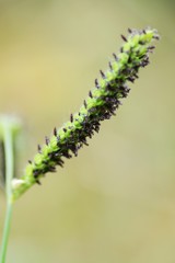 Dallis grass (Paspalum dilatatum)