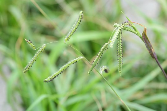 Dallis grass (Paspalum dilatatum)