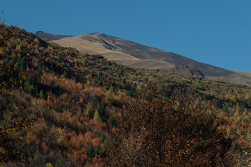 Summer color in Arrowtown, New Zealand