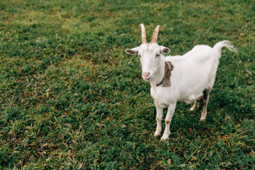 White goat with big horns and a beard with a collar is grazing on the field