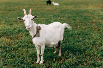 Obraz premium The white goat with big horns and a beard costs on a green field and raises a tail