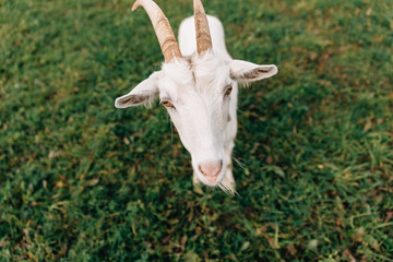 White goat with big horns shows his face