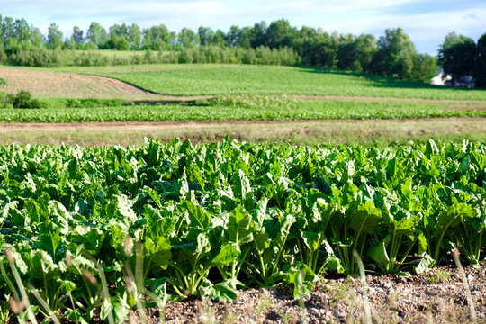 5 361 最適な ほうれん草畑 画像 ストック写真 ベクター Adobe Stock
