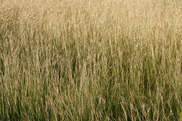 Long Grass