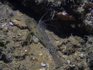 A juvenile Mud Reef Goby (Exyrias belissimus) displaying it's dorsal fin in Truk Lagoon, Micronesia