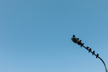 Small city birds sit on top of a lamppost against a blue sky
