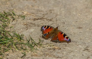 papillon