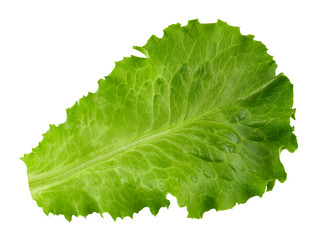lettuce leaves Clipping Path