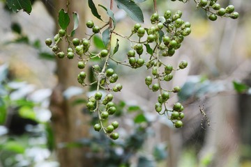 Crape myrtle fruits