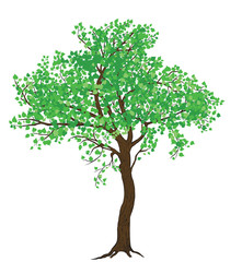 Isolated summer green tree illustration for large wide-format printing