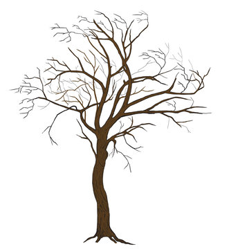 Isolated vector tree illustration with detailed drawing bark for large wide-format printing