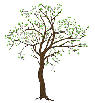 Isolated spring blooming tree illustration 