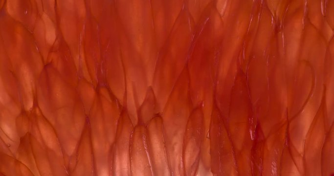 Crush Juicy Grapefruit Lobule. Slices and pieces of Grapefruit are compressed and crushed close-up on a bright white background, creating a juicy burst of pulp and shell. Shooting at 120fps