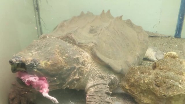 Snapping Turtle in a tank being fed meat