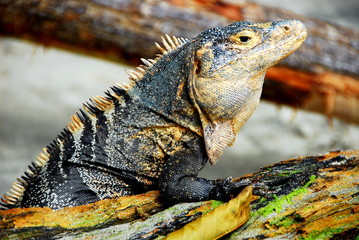 Iguana