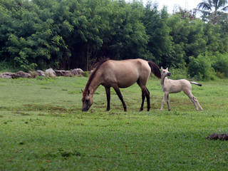 Obraz premium A mare and her foal