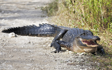 American Alligator Crossing a Road in Everglades National Park. 