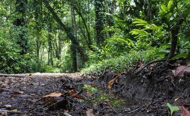 Deep forest path