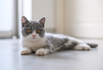 cute British Short-hair cat