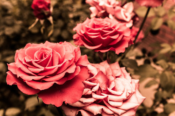 rosas en color vintage 
