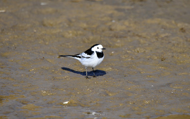 A beautiful bird in wetlands