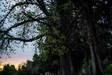 Árbol de la vida