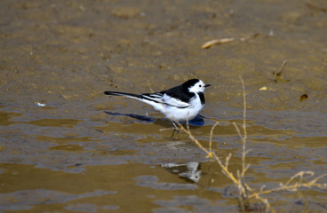 A beautiful bird in wetlands