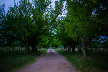 Camino cubierto por un techo natural