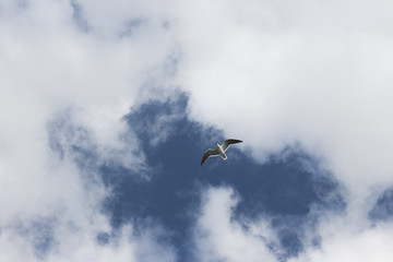 blue sky gull