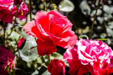 Rosa con un sol radiante