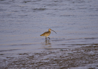 The birds of the sea