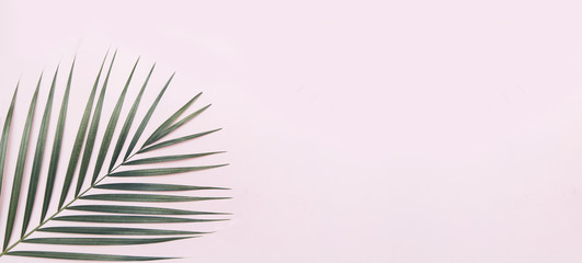 Palm tree leaf on pink background.
