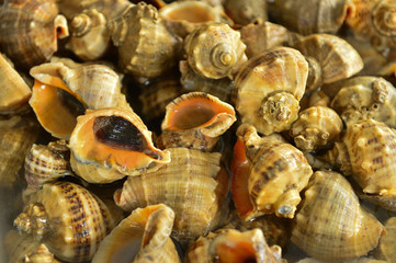 Shellfish Marine animals