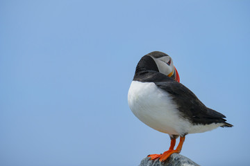 Atlantic Puffin, Machias Seal Island