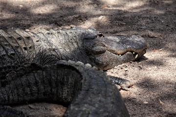 Close up image of alligator
