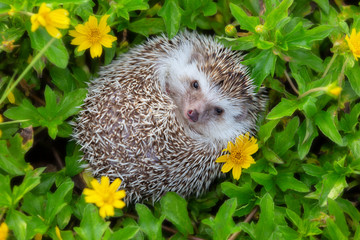 Hedgehog cute animal in the flower garden.