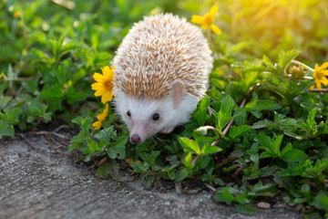 Hedgehog cute animal in the flower garden. © kamonrat