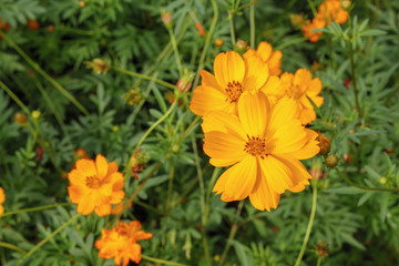 cosmos flower field under beautiful light