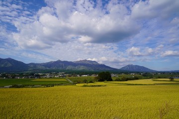 収穫前の水田と阿蘇の山々