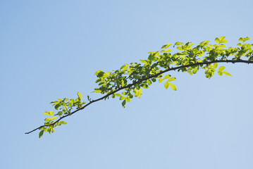 枝　葉　空　素材