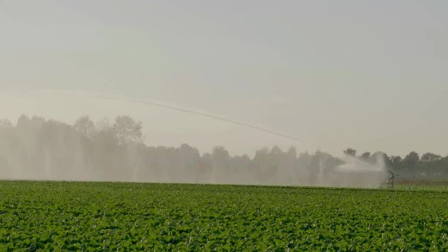 4K - Large sprinkler creating rainscreen over crops