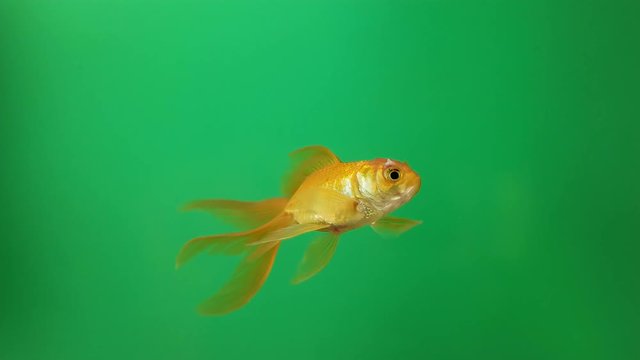 Beautiful yellow fish on green screen background