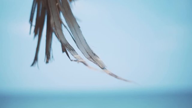 Date palm branch at one of the local sand beach in Beirut.