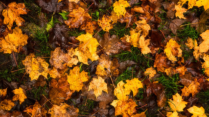 autumn leaves on grass