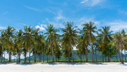 Fototapeta na wymiar Coconut Tree and Blue Sky and Mountain on Sam Phraya Beach Prachuap Khiri Khan Thailand Wide Angle