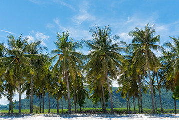Fototapeta na wymiar Coconut Tree and Blue Sky and Mountain on Sam Phraya Beach Prachuap Khiri Khan Thailand