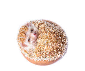 European Hedgehog isolated on white background.