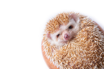 European Hedgehog isolated on white background.