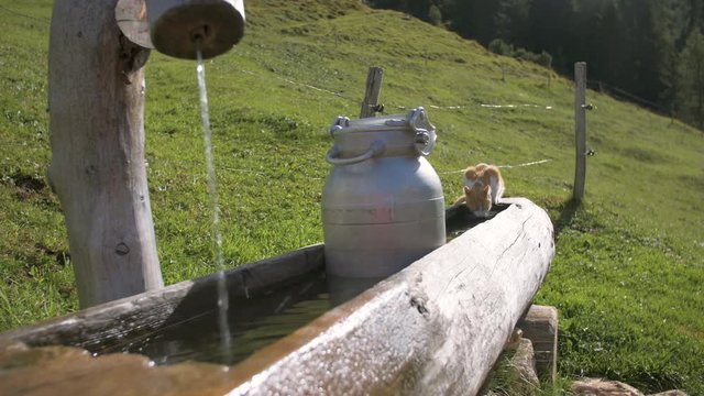 Cute cat in an idyllic mountain scenery with a wooden standpipe and a milk can
