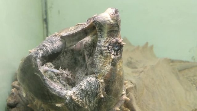 Snapping Turtle frozen while his tongue wiggles like a worm to catch prey